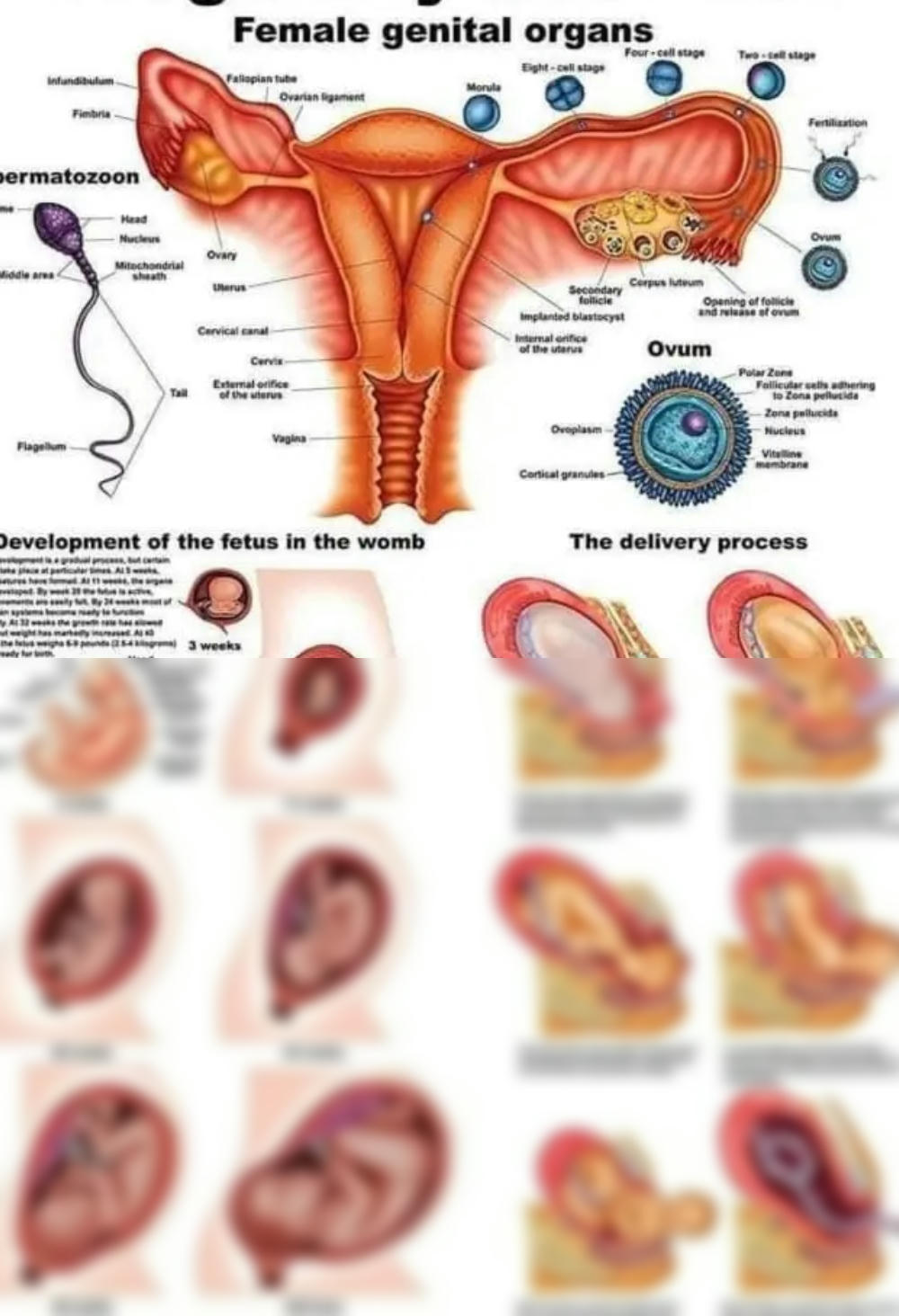 darien reyes recommends intercourse process with pictures pic