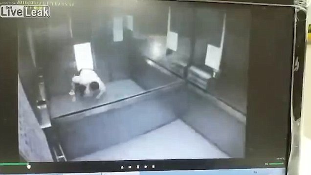 Man Eats Wife Elevator ellie porn