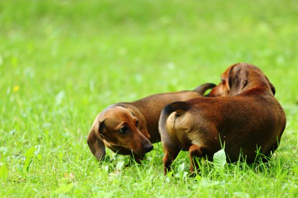 Best of Mujeres pegadas con perros