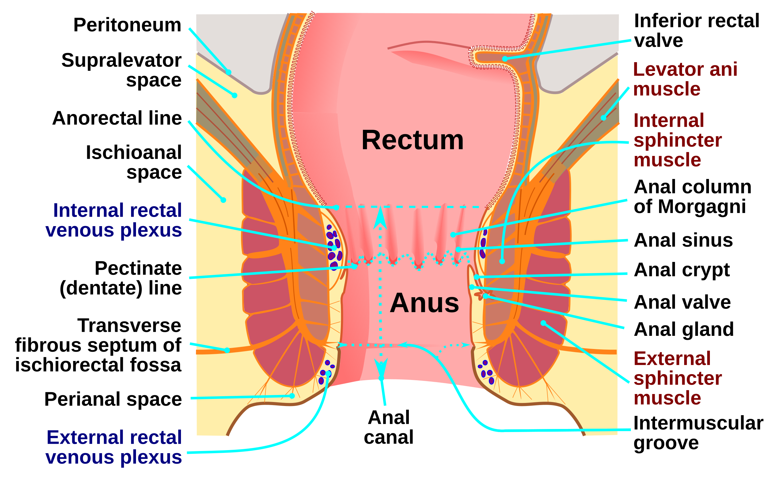 Best of Picture of an anus