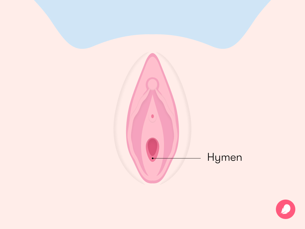 agung nurcahyo recommends Picture Of Hymen