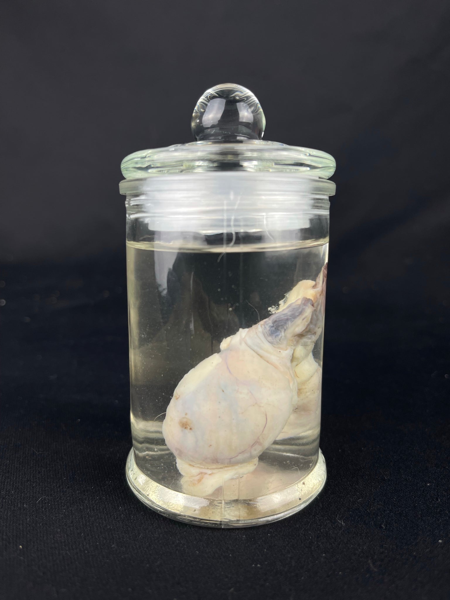 danielle speight recommends picture of testicles in a jar pic