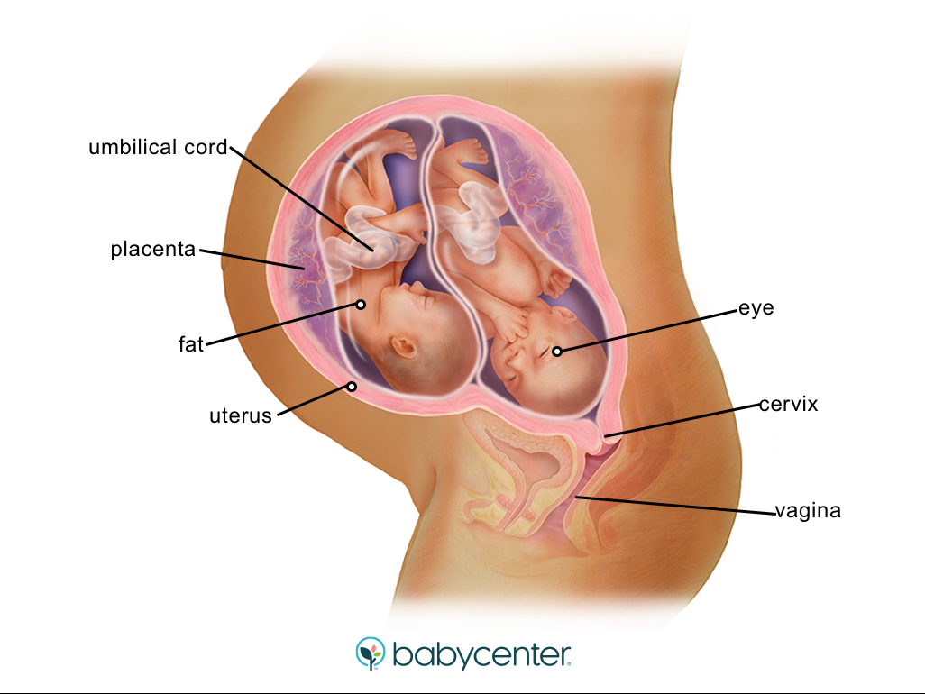 Best of Positions to conceive twins