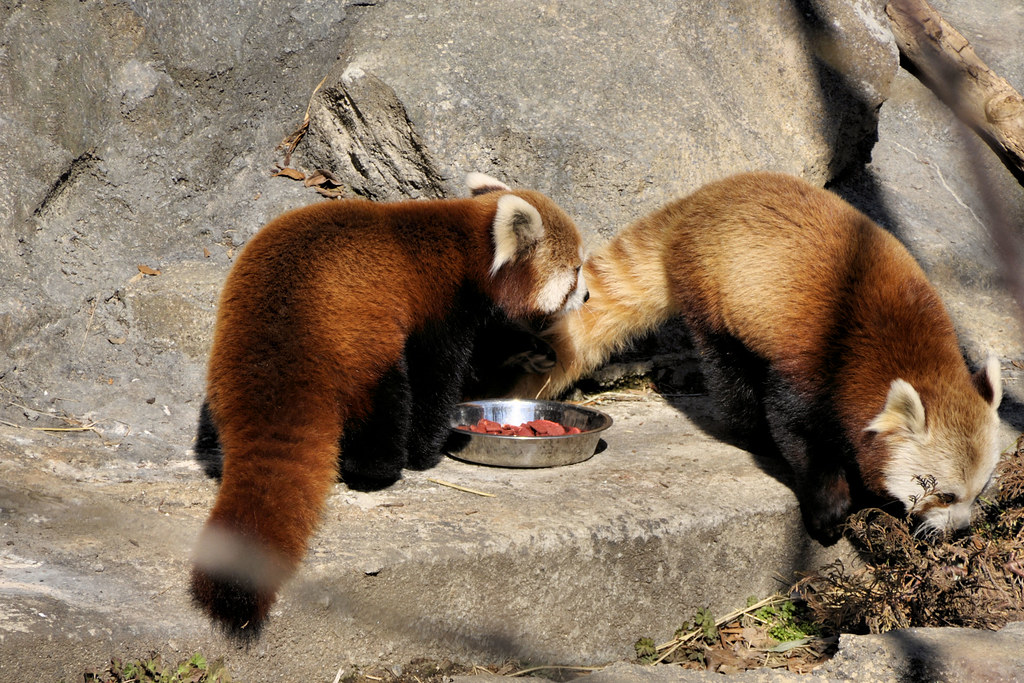 adetutu bukola add photo red panda porn