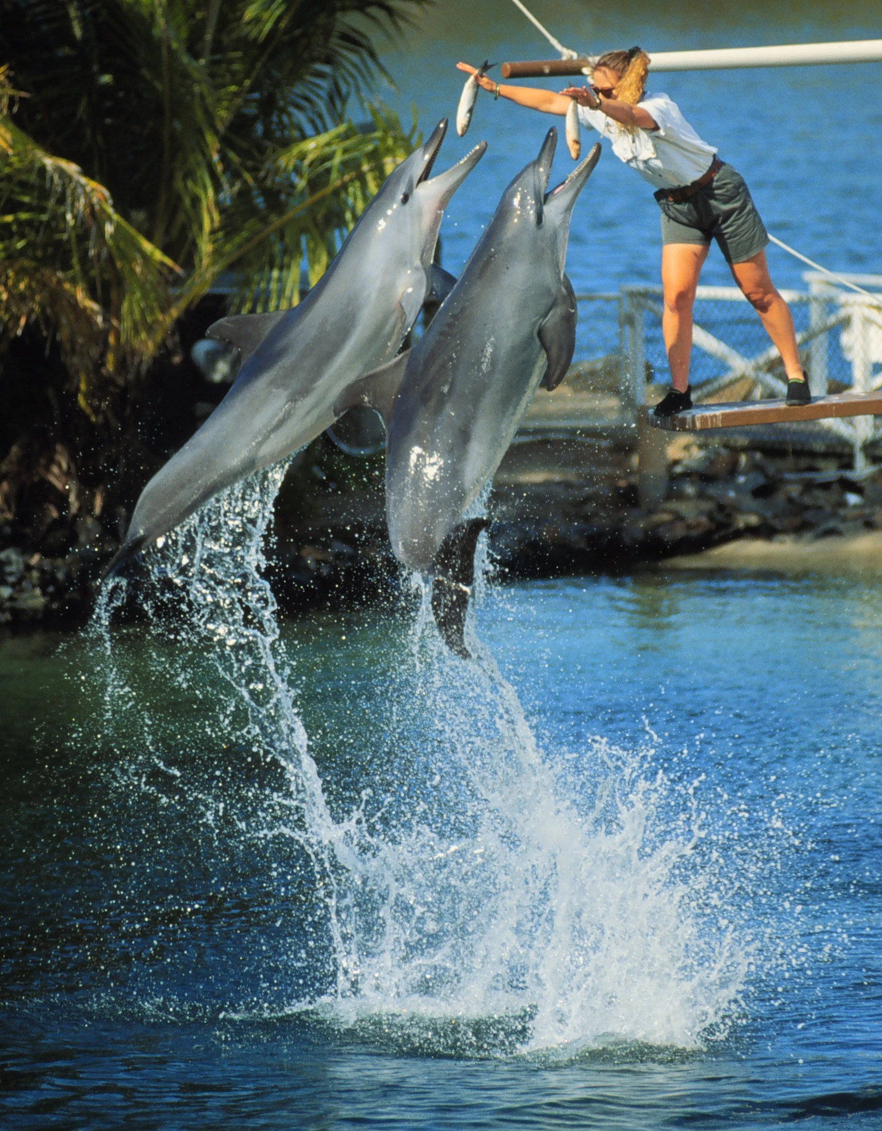 Best of Swimming naked with dolphins