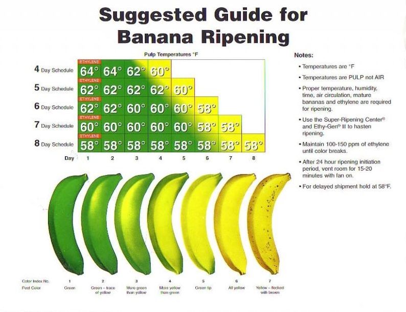 diya jose recommends The Banana Guide