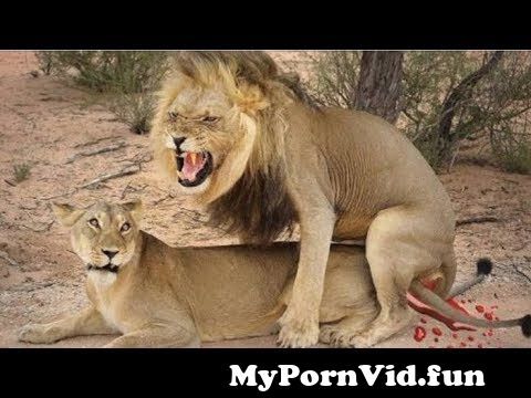 ana cobian recommends the hot lion sex pic