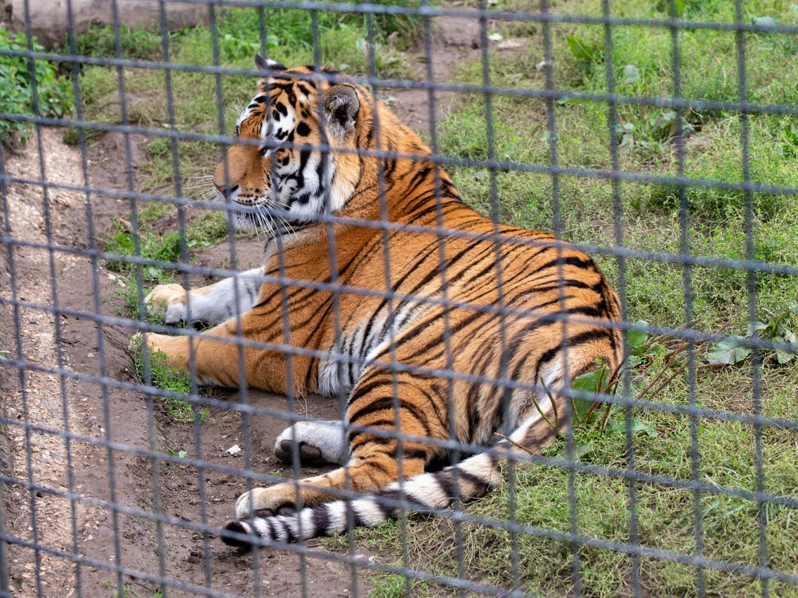 babu kebbeh share tiger eats man alive photos