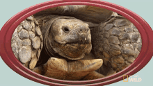 dave bouley recommends Turtle Head Poking Out Gif
