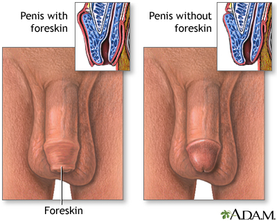 uncircumcised penis pics