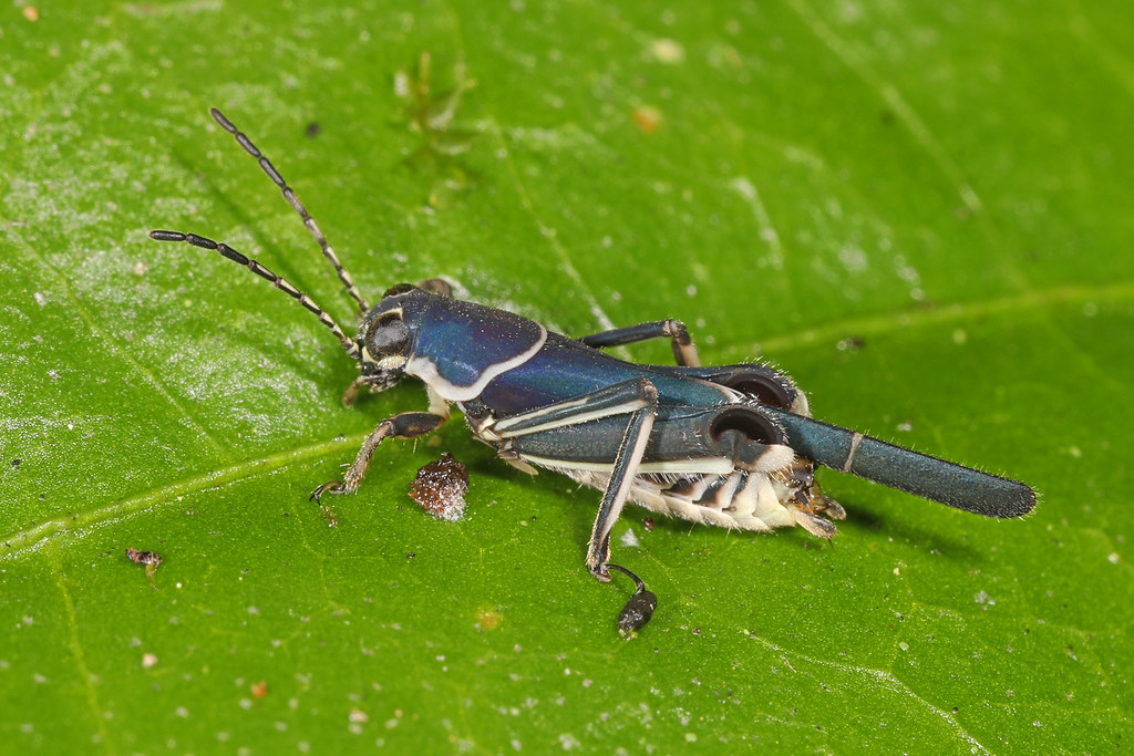 what is a mud cricket