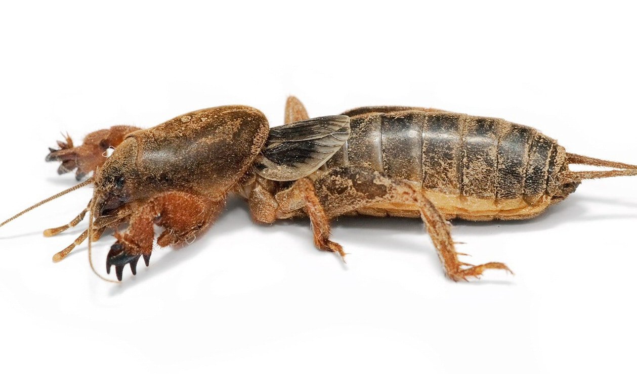 ali akbar nikniyat recommends what is a mud cricket pic