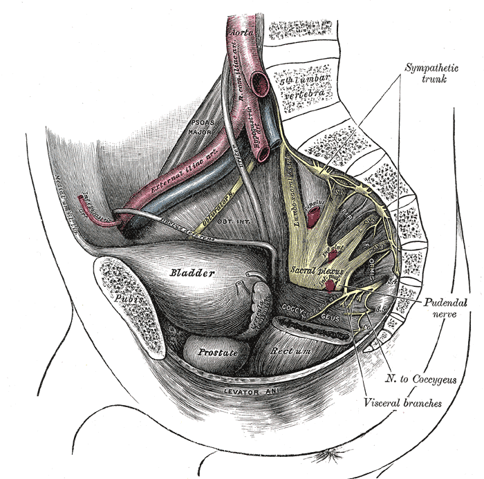 Best of Why is my penis small when flacid