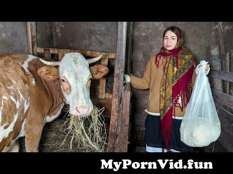 woman fucked by cow