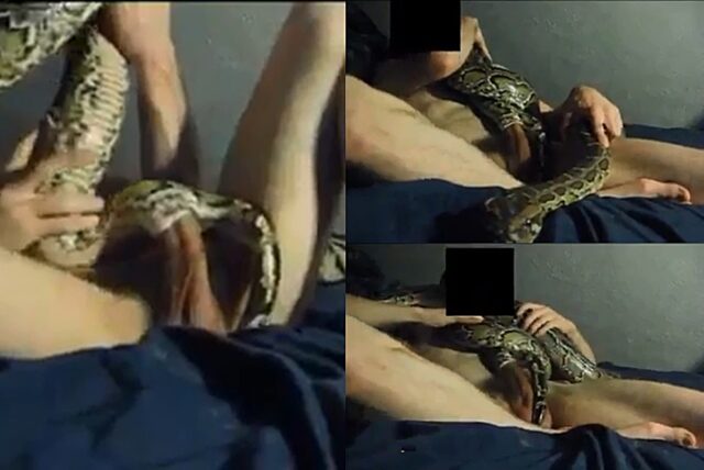 diah putri utami recommends woman fucked by snake pic